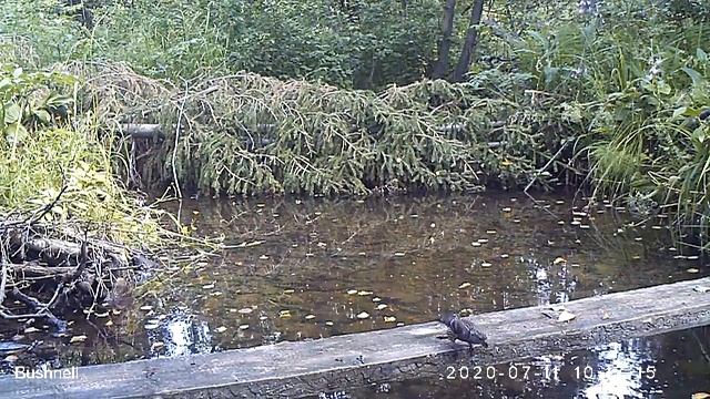 Белокрылый клёст 11 07 20 смотреть онлайн