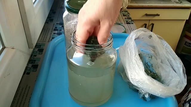 Триходерму, выросшую на трутовиках, заселяю на перлит. смотреть онлайн