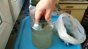 Триходерму, выросшую на трутовиках, заселяю на перлит.