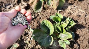 Раскидайте это по клубнике рано весной! Уход подкормка обработка клубники после зимы в апреле!