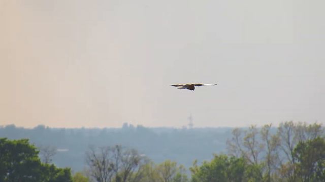 Боривітер тремтливий політ (UA), Kestrel fluttering flight (EN), Пустельга трепещущий полет (RU) смотреть онлайн