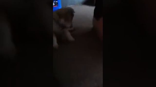 Odin comes home смотреть онлайн