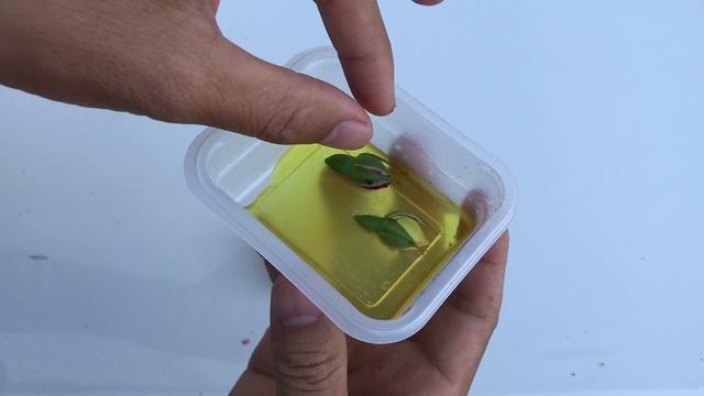 How to hybridize multicolored roses from flower buds смотреть онлайн