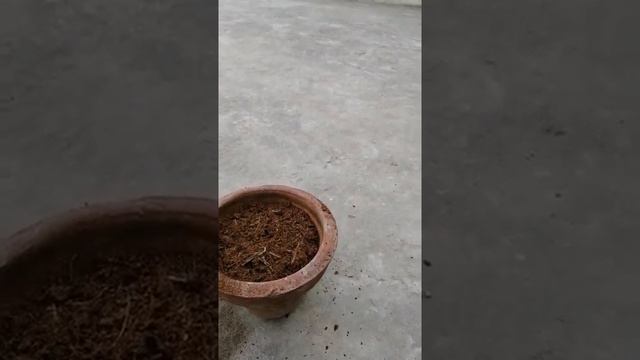 How To Grow Ghazania Flower From Seeds.. Winter flower. With update. Hindi /urdu смотреть онлайн