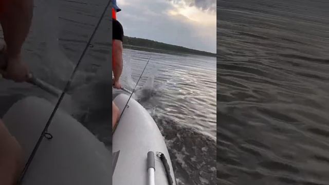 Русская рыбалка… или как сломать весло??. А ещё подскажите почему рыба плавает на поверхности?? смотреть онлайн