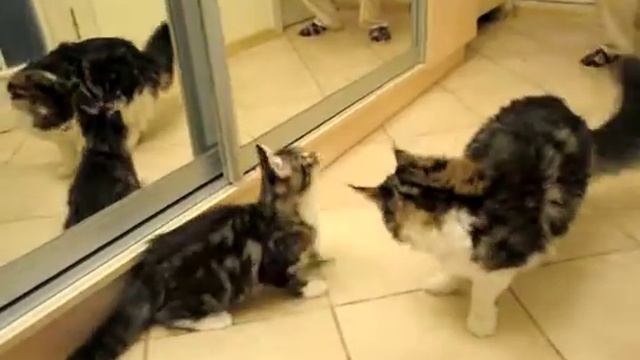 Питомник мейн кунов Пальиракун котенок пайпер смотреть онлайн