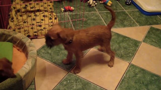 рыжики в доме 4, брюссельский гриффон/brussels griffon смотреть онлайн