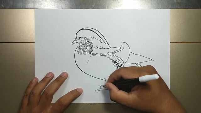 How to draw MANDARIN DUCK in 5 minutes смотреть онлайн