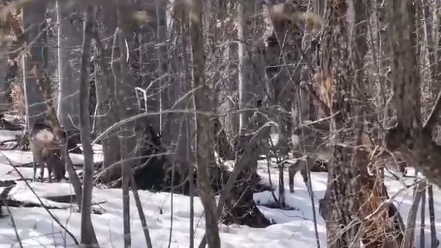 Кошути на Витоша смотреть онлайн