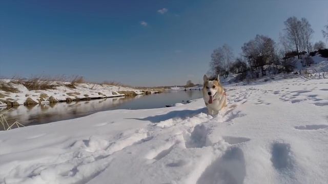 Вельш корги пемброк. Веня (зима) смотреть онлайн
