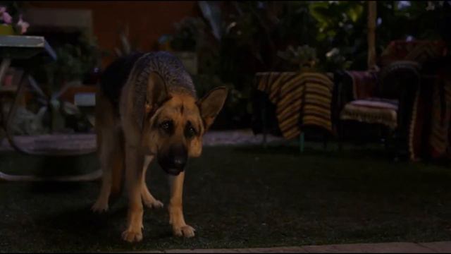 beverly hills chihuahua 2 (2011) - papi jr gets saved by delgado смотреть онлайн