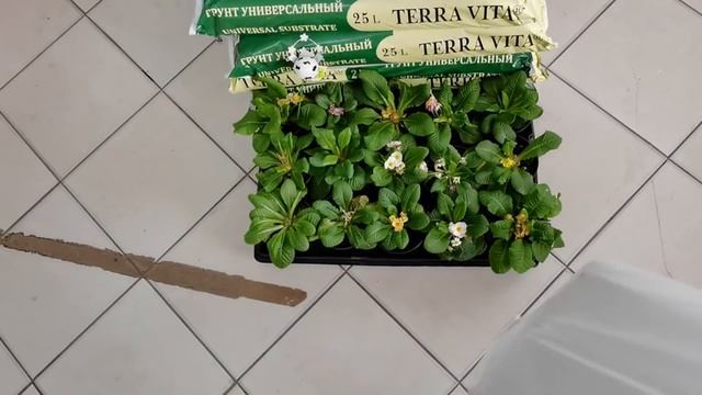 Куда девать слонов? Семена в нашем городе. Александре пятерка смотреть онлайн