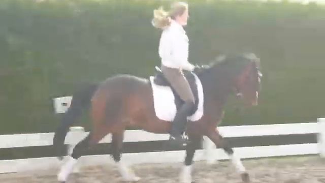 Dunia - dressage pony for sale (18) смотреть онлайн