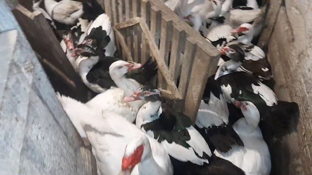 Мускусные утки//Индоутки//Начинаю лишних убирать//31 октября 2023 год смотреть онлайн