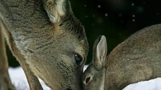 Дружба животных😺 смотреть онлайн