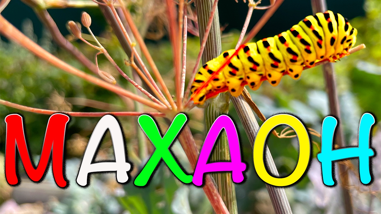 Махаон жрет Укроп