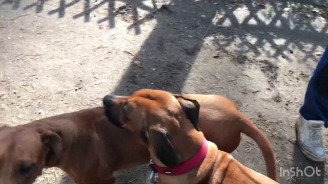 Дерзкий риджбек - 1.Часть 2019г. Белла родезийский риджбек смотреть онлайн