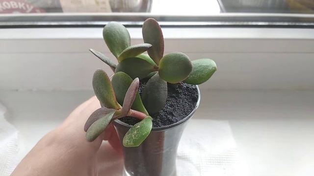 06.06.2021. Денежное дерево. Крассула. Толстянка. Укоренение черенков в "Рисовом поле". Часть 2. смотреть онлайн