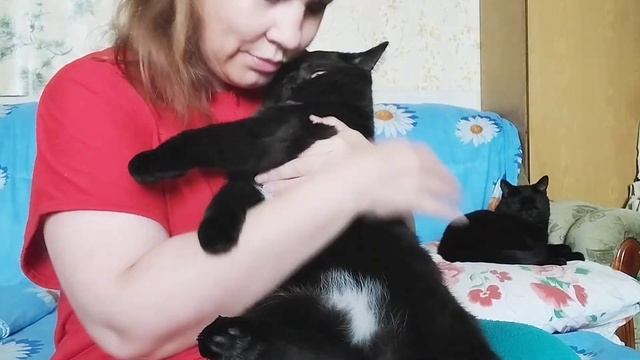 Пора когти стричь ? смотреть онлайн