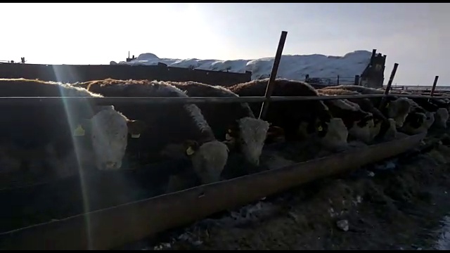 Продажа КРС Герефордов по всей России и СНГ смотреть онлайн