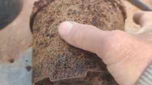 Современный сорт голубики Катадин