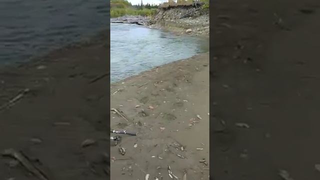Север о. САХАЛИН.Река Чамга часть 3. Рыбалка кижуча,кунджи,гольца на блёсна ADROWA. смотреть онлайн