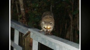 Мужчина хотел отогнать енотов от своего дома, но недооценил их, и теперь сам остался без жилья!