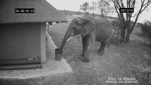 Камера наблюдения засняла как слон подбирает мусор и бросает его в урну