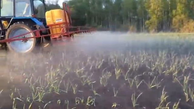 22.05.2019 Весенняя подкормка по листу. Чеснок озимый 