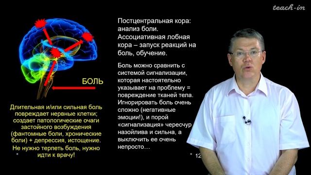 Дубынин В. А. - 100 часов школьной биологии - 1.23. Чувствительность тела смотреть онлайн
