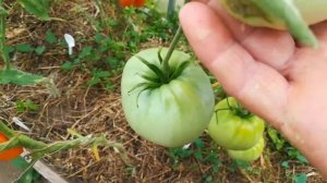 Томат король сибири .