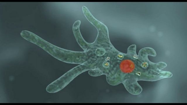 Звук АМЕБЫ. Amoeda single cell, 600x. смотреть онлайн