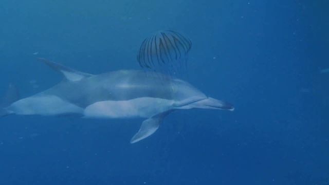 Нежная музыка, успокаивает нервную систему и радует душу смотреть онлайн