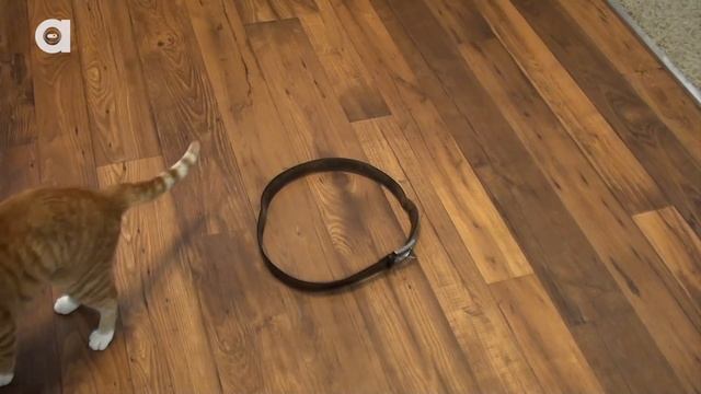 How to Trap a Cat - CAT CIRCLES! смотреть онлайн