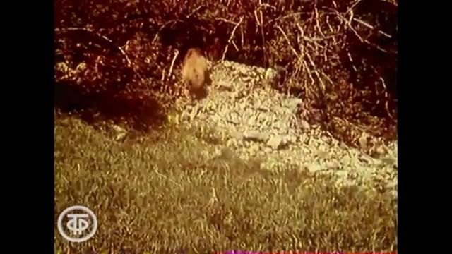 Природа и человек_