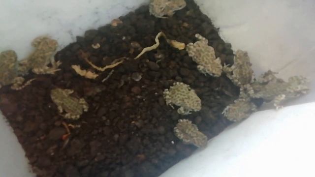 Содержание зелёных жаб в домашних условиях. Bufo viridis подробно смотреть онлайн