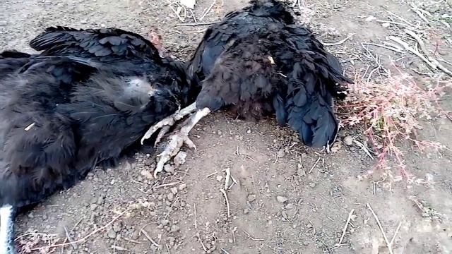 Хорёк в курятнике. Последствия.