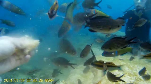 SCUBA-diving. Дайвинг на Кипре в мае.