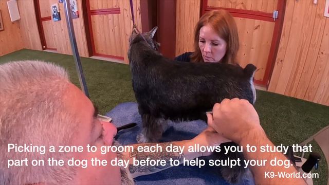Show Grooming The Minature Schnauzer With Eric Salas Part 1