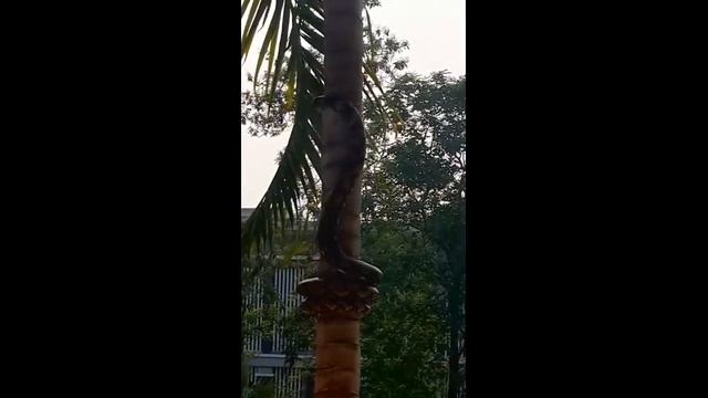 Real Python Snek смотреть онлайн