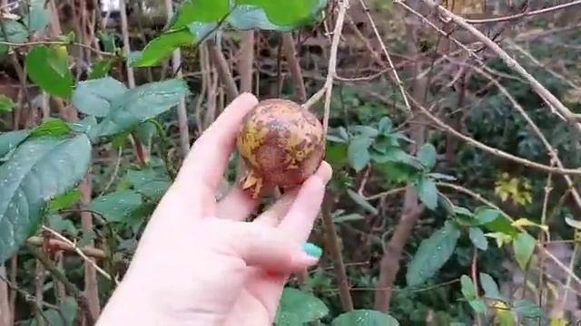 ДАЧА!!!В САДУ ГРАНАТ,ОЛЕАНДАР,КИЗИЛЬНИК,ЛАВР ПОДСТРИГЛА В ФОРМЕ ШАРА,БАМБУК,МУШМУЛА,ПЛЮЩ??☘?? смотреть онлайн