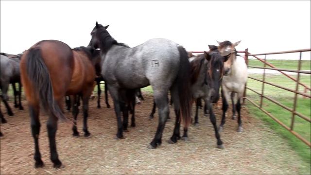 MA Quarter Horses 2019 Smokin Sass MA colt and 2019 blue orphan colt смотреть онлайн