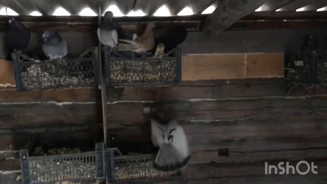 Часть 1 Николаевские, курские, пермские голуби. смотреть онлайн