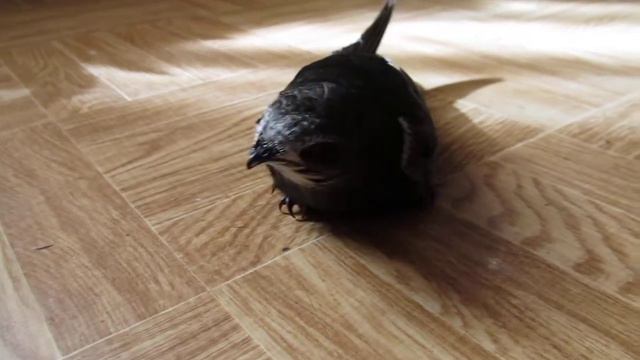 MVI_0559.MOV смотреть онлайн