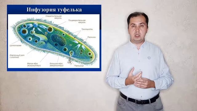 Зоо 06 Тип инфузории смотреть онлайн
