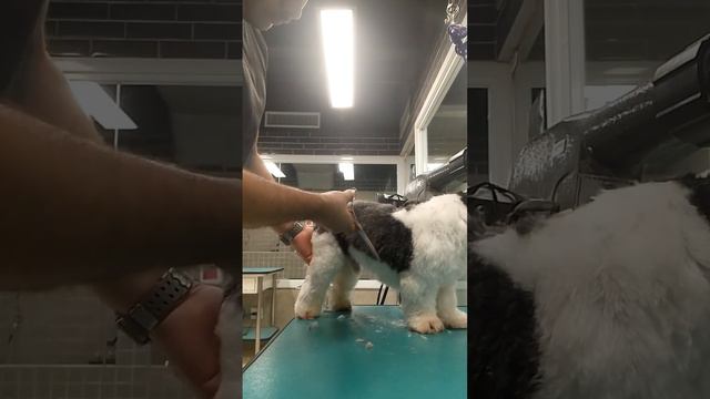 Tosa BB Shih-tzu смотреть онлайн