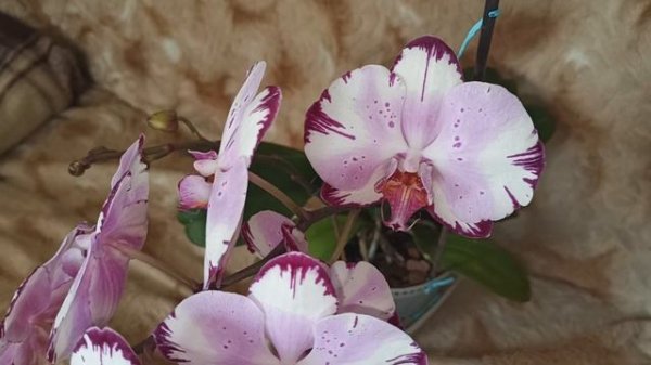 Моя пышная красоткка Мэджик Арт (Magic Art), Алмазное небо, описание, характеристики.