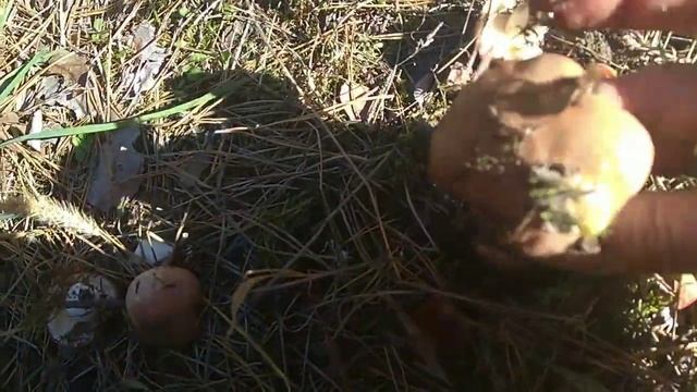 Творческие Проекты