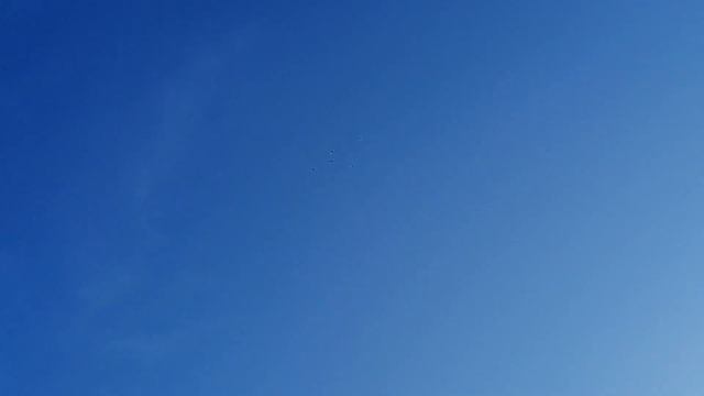 Новозыбковские(Брянские) турманы. смотреть онлайн