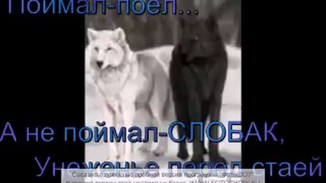 Жизнь волка....грусно,но ПРАВДА! смотреть онлайн